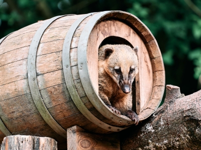 Rode neusbeer - De Zonnegloed - Dierenpark - Dieren opvangcentrum - Sanctuary